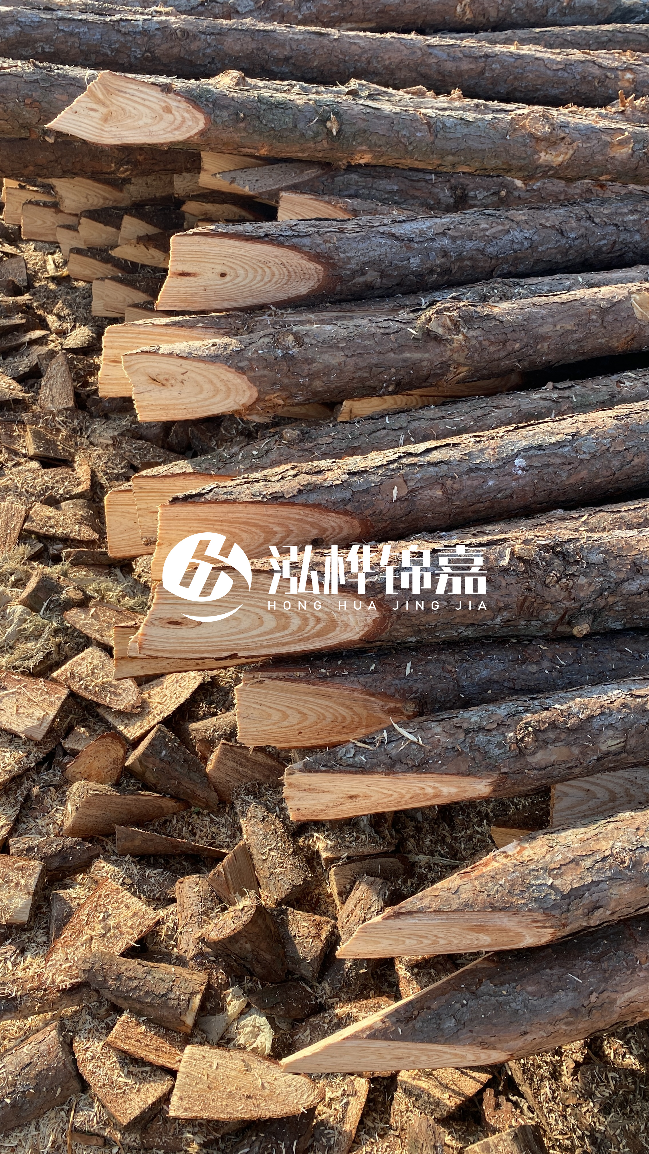 松木樁怎么分辨好壞？學(xué)會(huì)這幾招，輕松分辨松木樁好壞不踩雷！